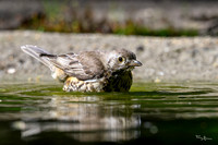 enterveenhut_TH_0480