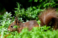 enterveenhut_TH_0483