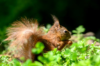 enterveenhut_TH_0484