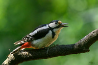 enterveenhut_TH_0487