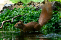 enterveenhut_TH_0491