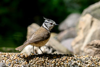 enterveenhut_TH_0493