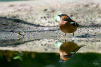 enterveenhut_TH_0494