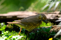 enterveenhut_TH_0495