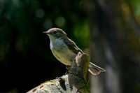 enterveenhut_TH_0497