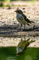 enterveenhut_TH_0496