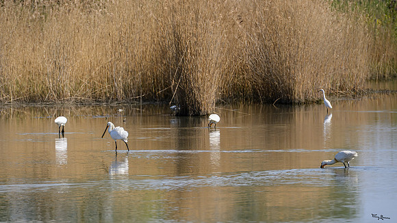 lingezegen_TH_0639