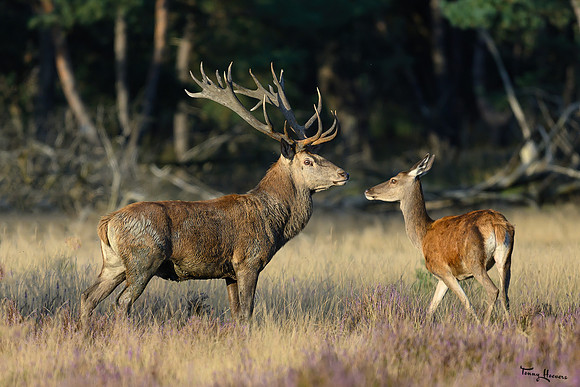 hogeveluwe_TH_1588