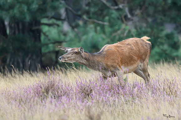 hogeveluwe_TH_1498