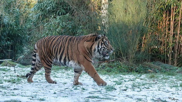 burgerszoo_TH_0036