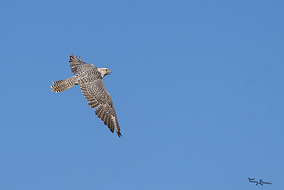 valk_roofvogels_TH_1743