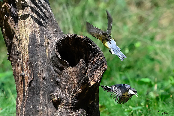 vogelhut_espelo_TH_1535