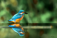 tuinhut1_TH_1207