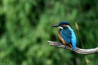 tuinhut1_TH_1204