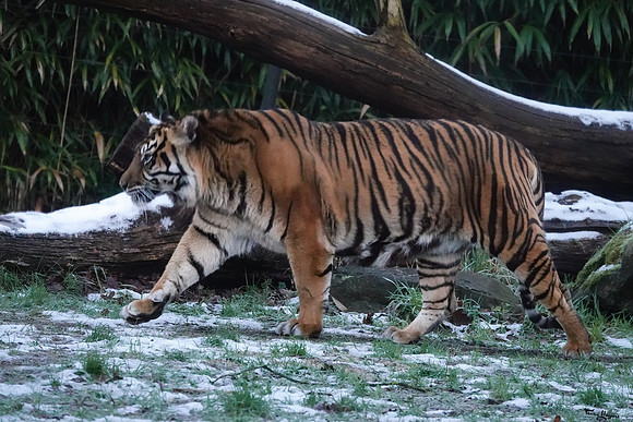 burgerszoo_TH_0038