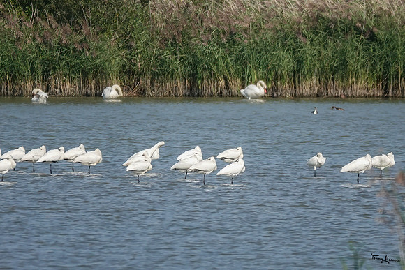 lingezegen_TH_1674