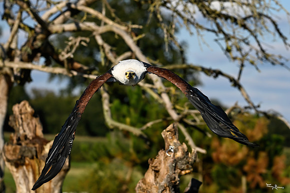 valk_roofvogels_TH_1772