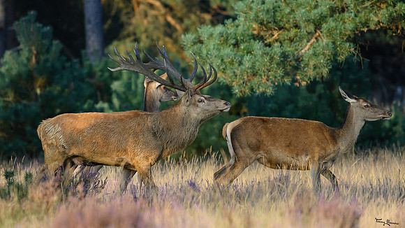 hogeveluwe_TH_1591