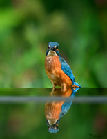 tuinhut1_TH_1206