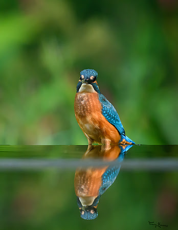 tuinhut1_TH_1206