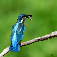 tuinhut1_TH_1199