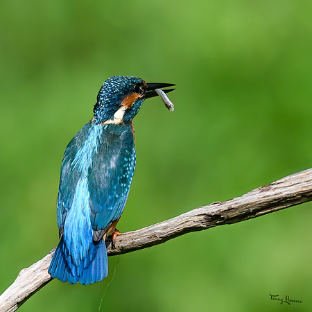 tuinhut1_TH_1199