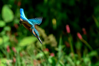 tuinhut1_TH_1214