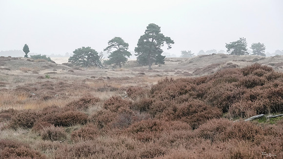 hogeveluwe_TH_1856