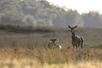 021026 - Hoge Veluwe