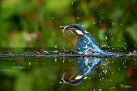 tuinhut1_TH_1212