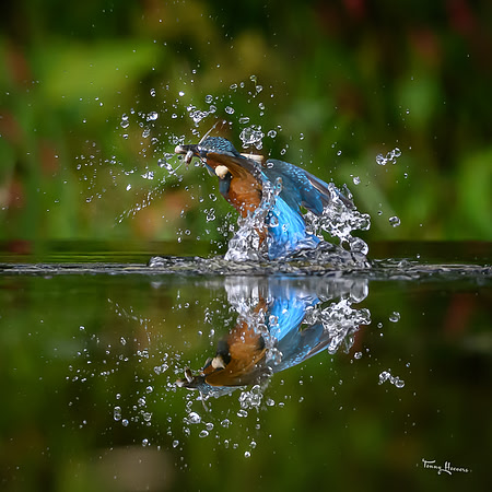 tuinhut1_TH_1211