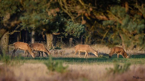 hogeveluwe_TH_1595