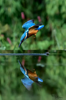 tuinhut1_TH_1202