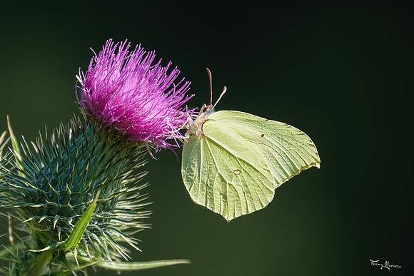 bloemetjes_TH_1410