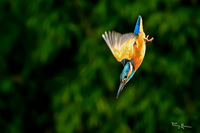 tuinhut1_TH_1210