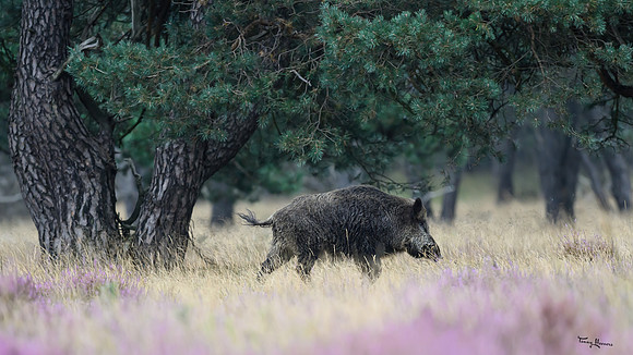 hogeveluwe_TH_1499