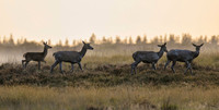 hogeveluwe_TH_1227