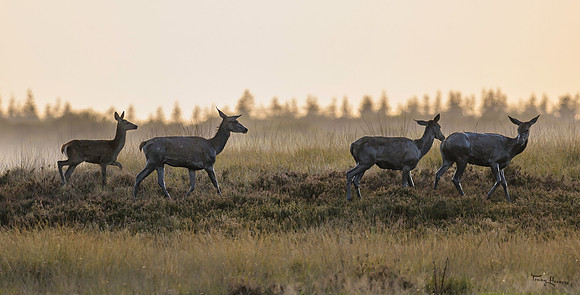 hogeveluwe_TH_1227