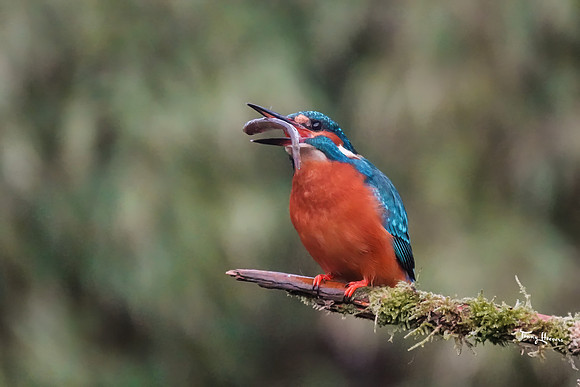 tuinhut_TH_0155