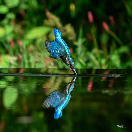 tuinhut1_TH_1215