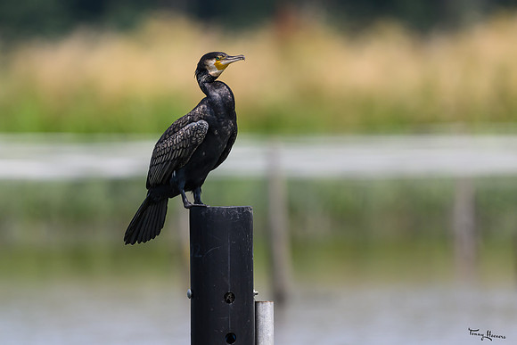 lingezegen_TH_0974