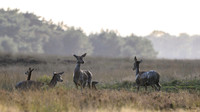 hogeveluwe_TH_1226