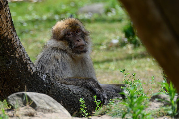 apenheul_TH_1107