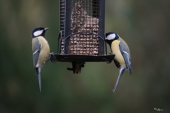 tuinhut_TH_0171