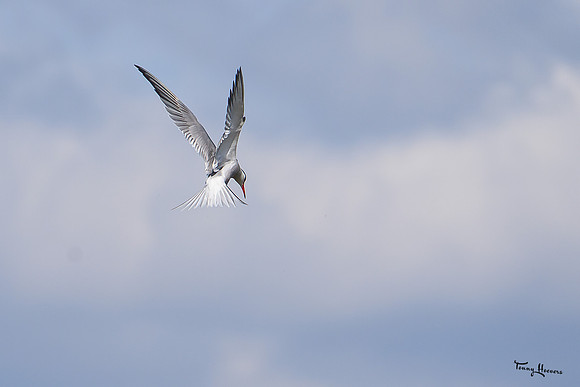 lingezegen_TH_0636