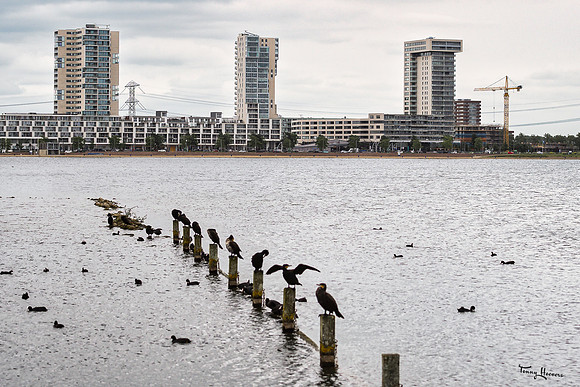 zevenhuizerplas_TH_1310