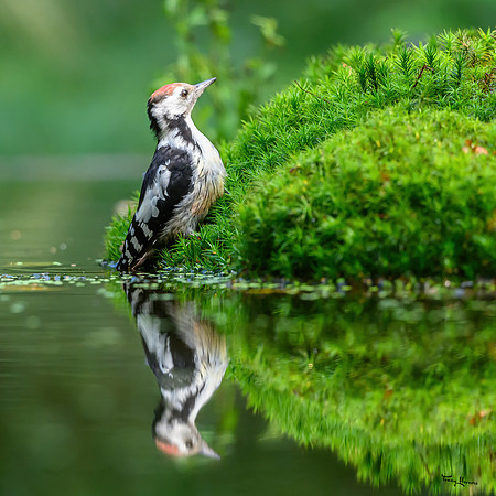 vogelhut_espelo_TH_1519