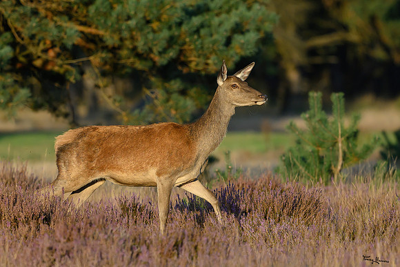 hogeveluwe_TH_1594