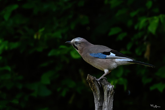 tuinhut1_TH_0682