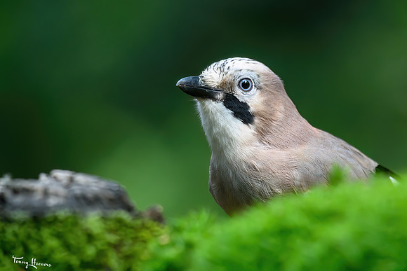 vogelhut_espelo_TH_1523